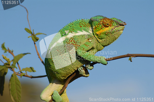 Image of chameleon