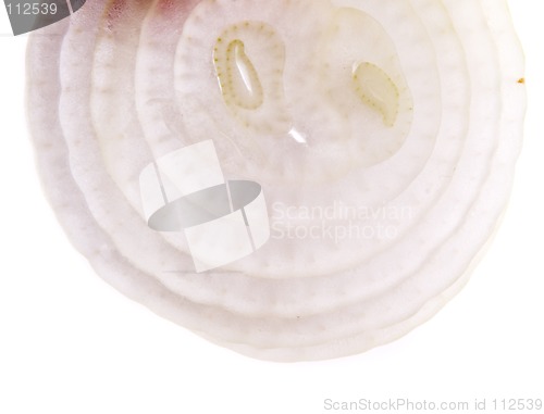 Image of Onion Slice Background