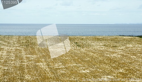 Image of prince edward island grain field