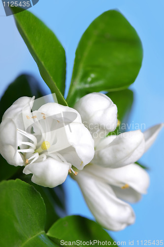 Image of Orange tree blossom 