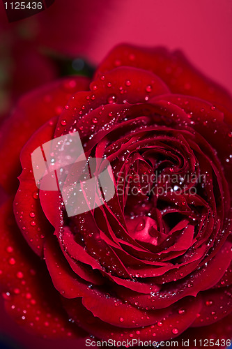 Image of red rose with water droplets