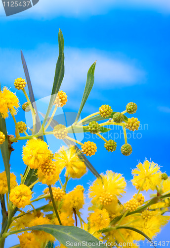 Image of mimosa - beautiful yellow spring flowers 