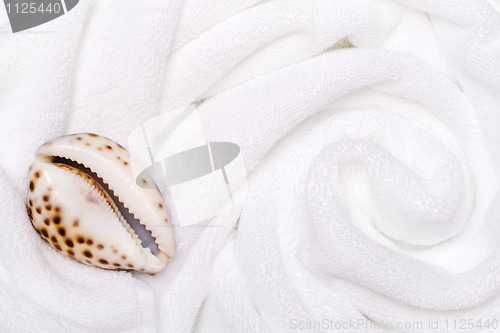 Image of shell on white towels close up