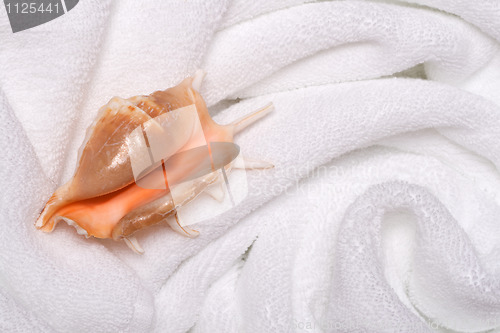 Image of shell on white towels close up