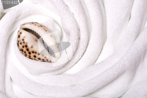 Image of shell on white towels close up