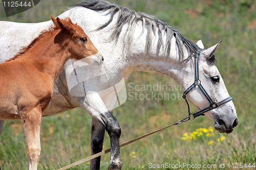 Image of Horses