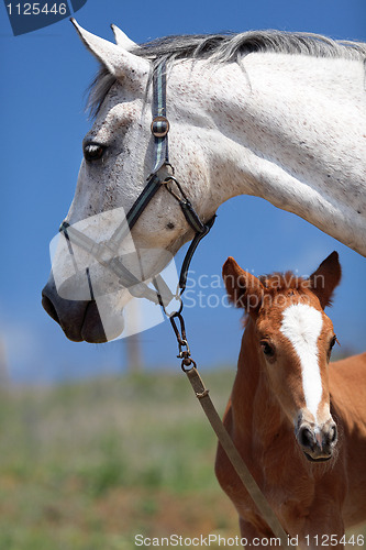 Image of Horses