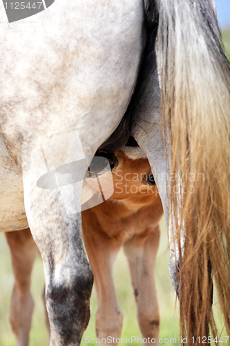 Image of Horses