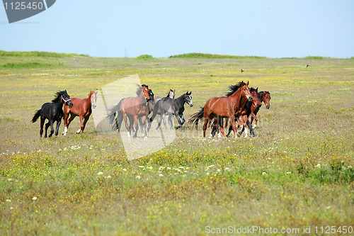 Image of Horses