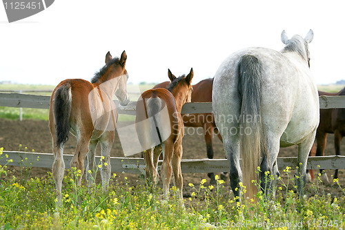 Image of Horses