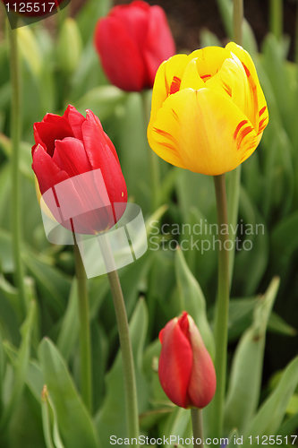 Image of Tulips