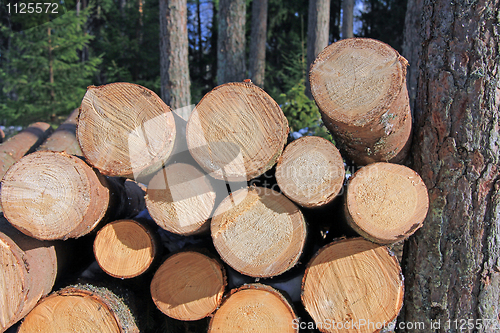 Image of Wooden  Logs Stacked by Pine Tree