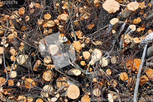Image of Biomass Wood Background
