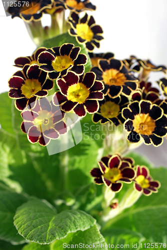 Image of Dark Red Primrose Flowers