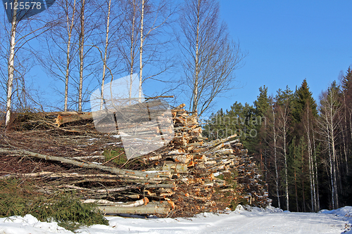 Image of  Wood Fuel Stacked in Forest