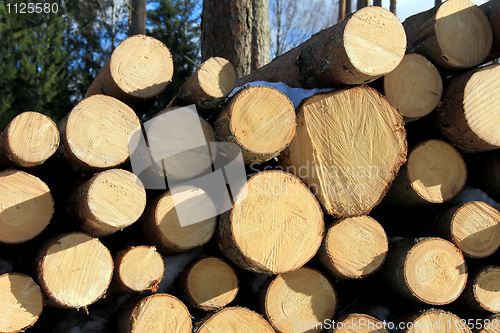 Image of Spruce Logs Piled Up