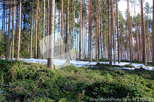 Image of Forest Thinning and Tree Spacing