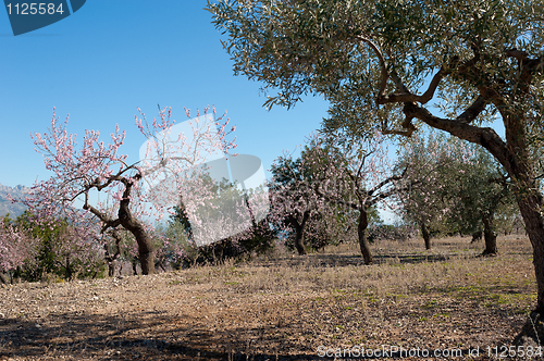 Image of MEditerranean agriculture