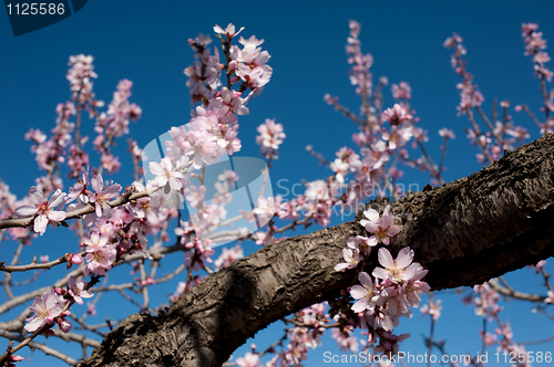 Image of Almond branch