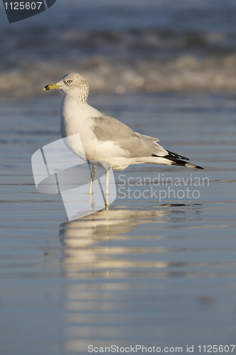 Image of Herring Gull, Larus delawarensis argentatus