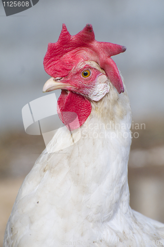 Image of Red-crowned Chicken