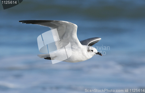 Image of Laughing Gull, Larus atricilla