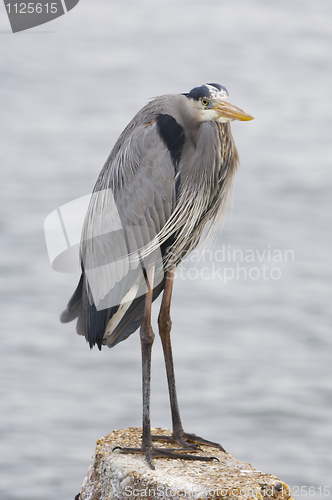 Image of Great Blue Heron, Ardea herodias