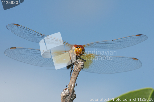 Image of Damselfly or Dragonfly