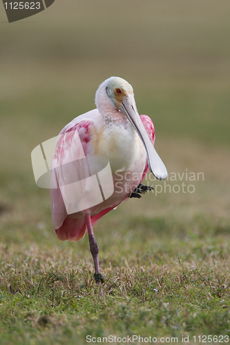 Image of Roseate Spoonbill, Platalea ajaja