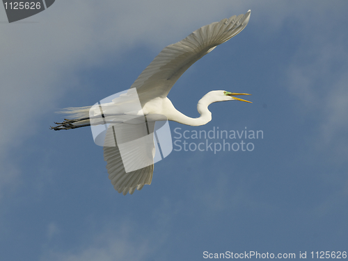 Image of Great Egret, Ardea alba