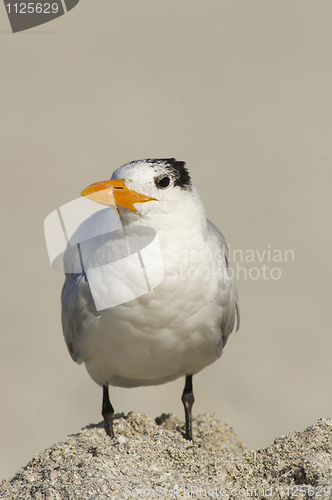 Image of Royal Tern, Sterna maxima