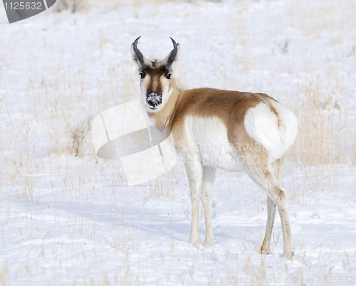 Image of Pronghorn