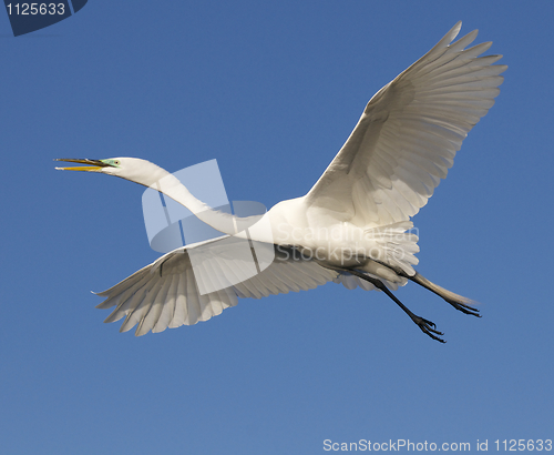 Image of Great Egret, Ardea alba