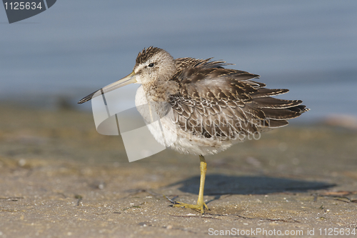 Image of Short-billed Dowitcher, Limnodromus griscus