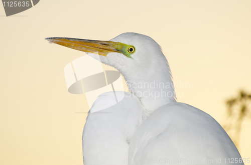 Image of Great Egret, Ardea alba