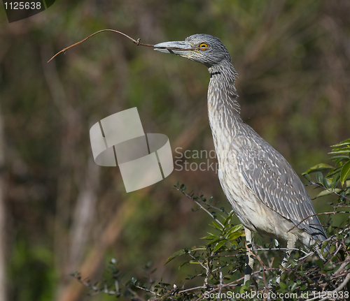 Image of Adult Yellow-crowned Night Heron, Nyctanassa violacea