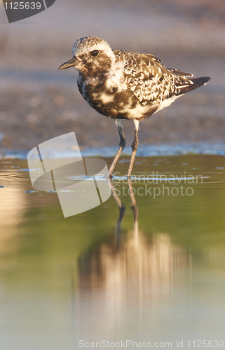 Image of Black-bellied Plover, Pluvialis squatorola