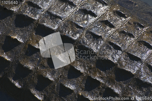 Image of American Alligator skin texture