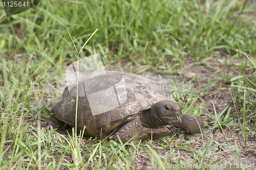 Image of Endangered Gopher Turtle or Tortoise 