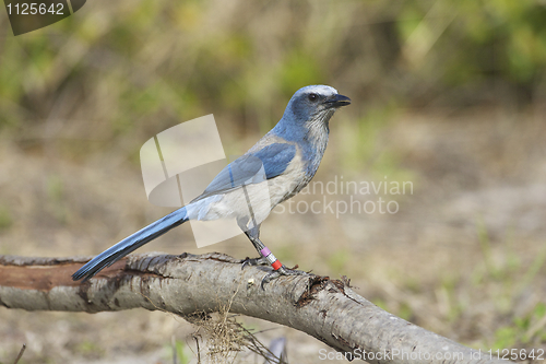 Image of Endangered Scrub Jay