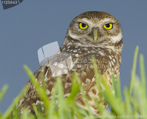 Image of Burrowing Owl, Athene cunicularia