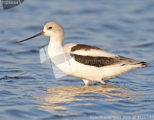 Image of American Avocet