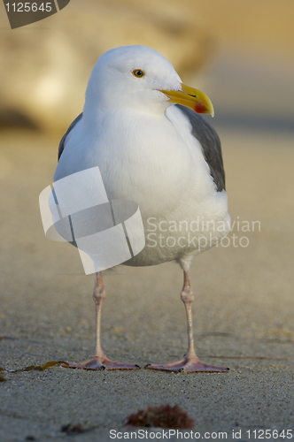 Image of Western Gull, Larus occidentalis