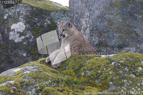 Image of Mountain Lion