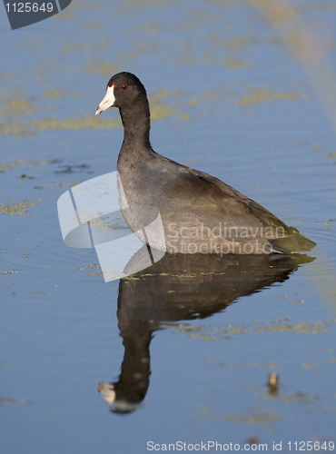 Image of America Coot