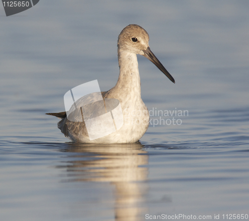 Image of Eastern Willet, Tringa semipalmata