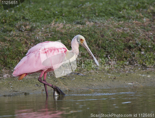 Image of Roseate Spoonbill, Platalea ajaja