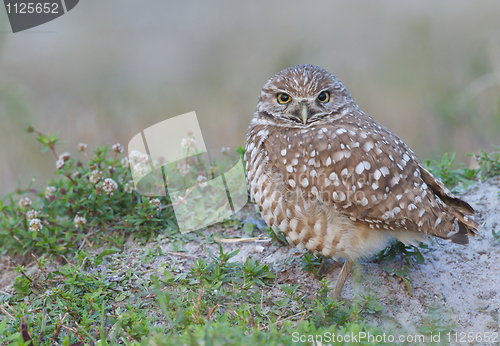 Image of Burrowing Owl, Athene cunicularia