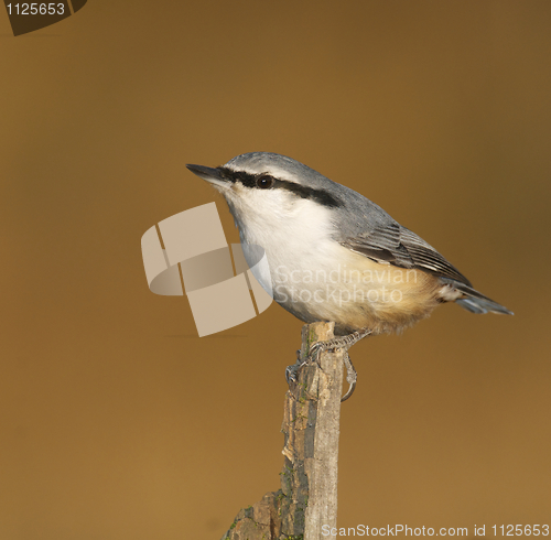 Image of Eurasian Nuthatch, Sitta europaea