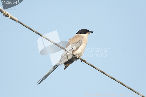 Image of Azure-wing Magpie